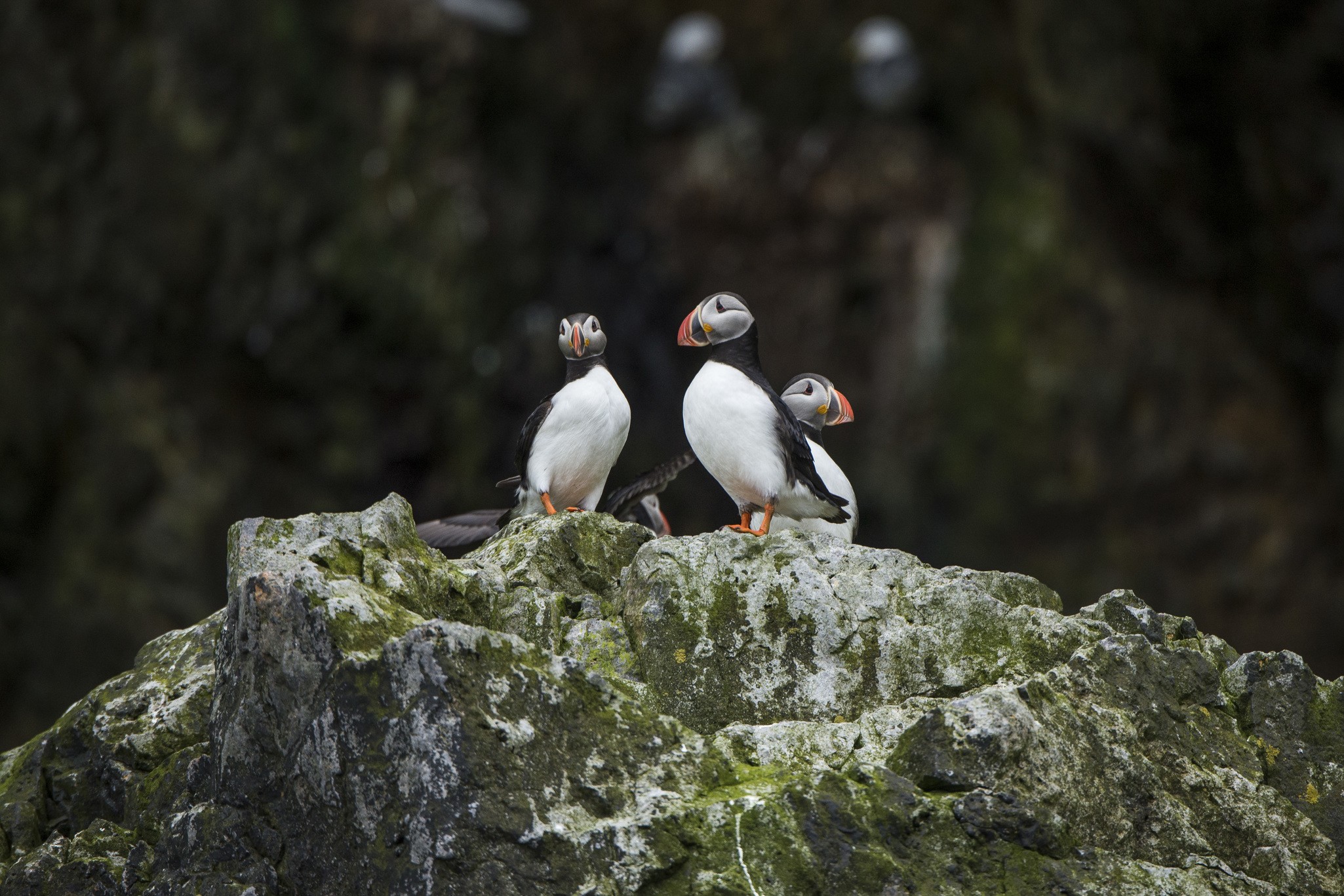 Atlantic puffins on a coastal rock